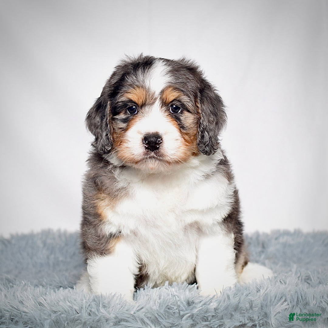 Bernedoodle dogs for sale: Ms. Sasha - Ad 5