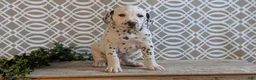 Dalmatian dogs for sale: Jasper - Ad 7