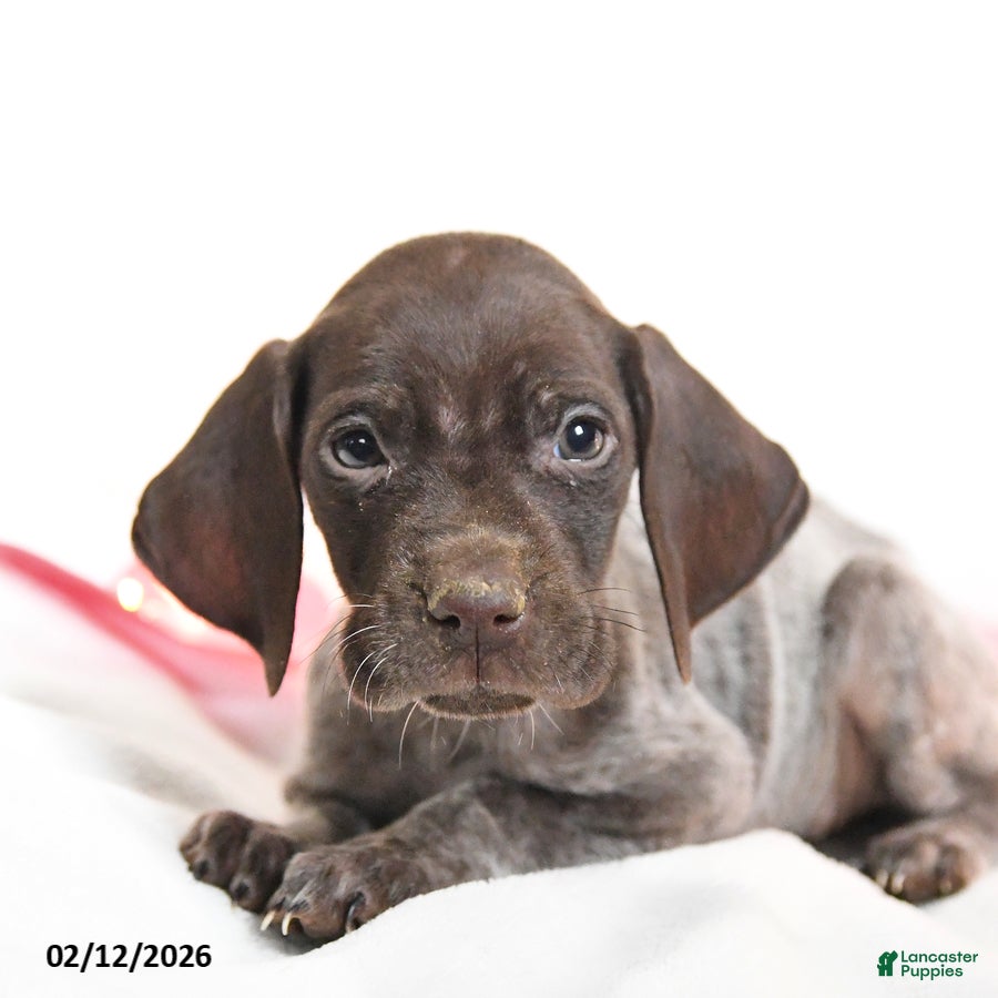 German Shorthaired Pointer dogs Raspberry - Ad 2