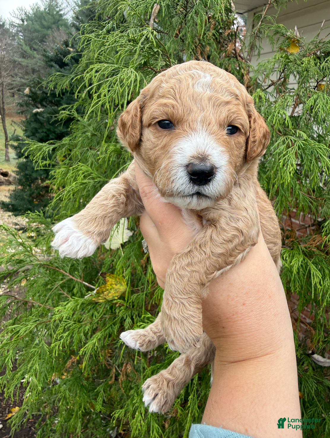 Mini Goldendoodle dogs Mini Goldendoodle Puppy 4 - Ad 18