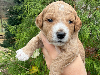 Mini Goldendoodle dogs Mini Goldendoodle Puppy 4 - Ad 26