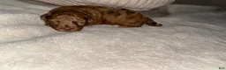 Toy Poodle dogs for sale: Lucy - Ad 4