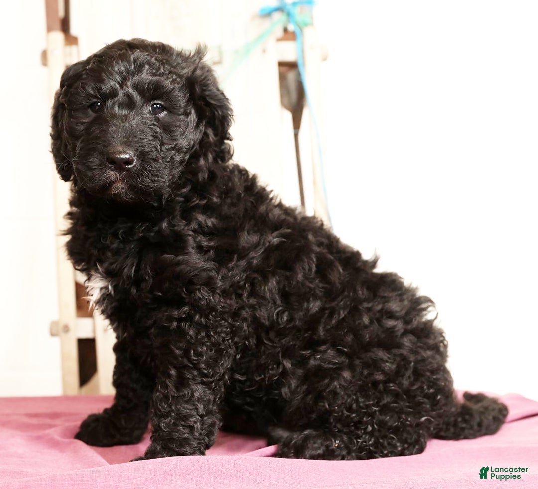 Goldendoodle dogs for sale: Zach - Ad 4