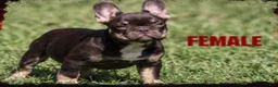 French Bulldog dogs for sale: French Bulldog 3 - Ad 2