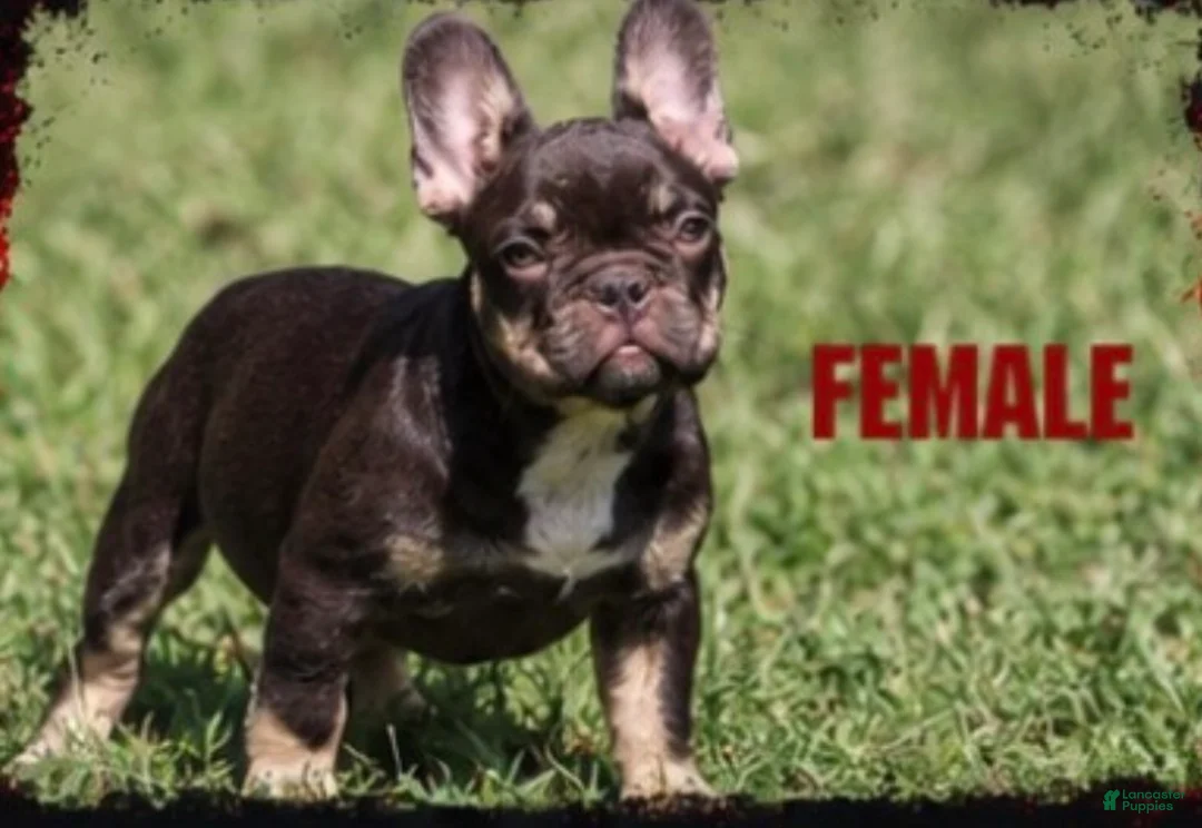 French Bulldog dogs for sale: French Bulldog 3 - Ad 2