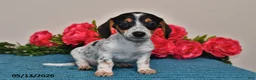 Miniature Dachshund dogs for sale: Lacey - Ad 1