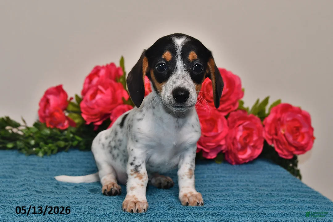 Miniature Dachshund dogs for sale: Lacey - Ad 1