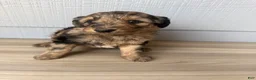 Aussiedoodle dogs for sale: Gomer - Ad 5