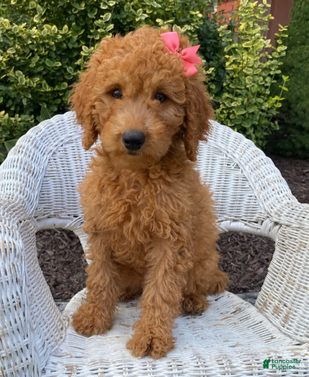 Mini Goldendoodle dogs for sale: Dixie - Ad 1