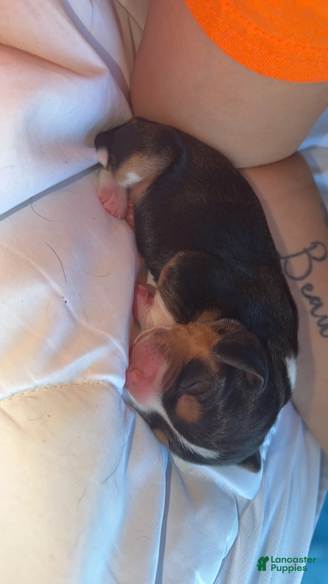 Beagle dogs for sale: Beagle Puppy 2 - Ad 1