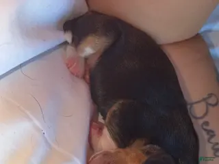 Beagle dogs Beagle Puppy 2 - Ad 4