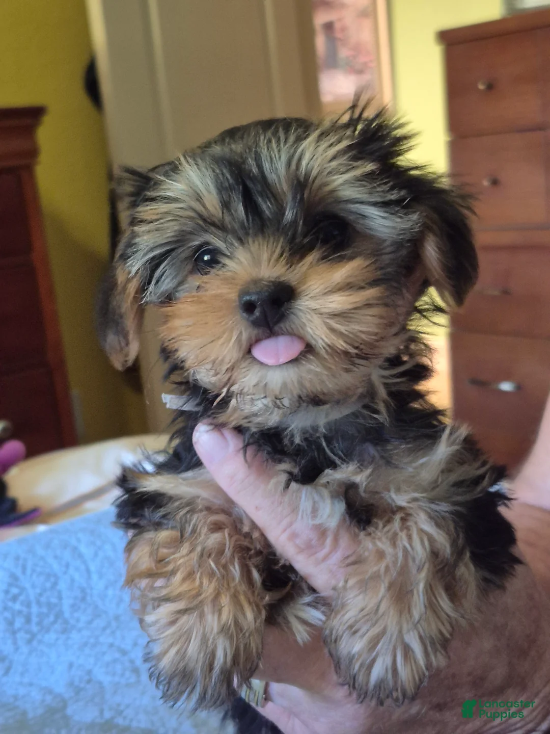 Yorkshire Terrier dogs for sale: Pinky - Ad 1