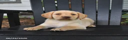 Labrador Retriever dogs for sale: Sunshine - Ad 4