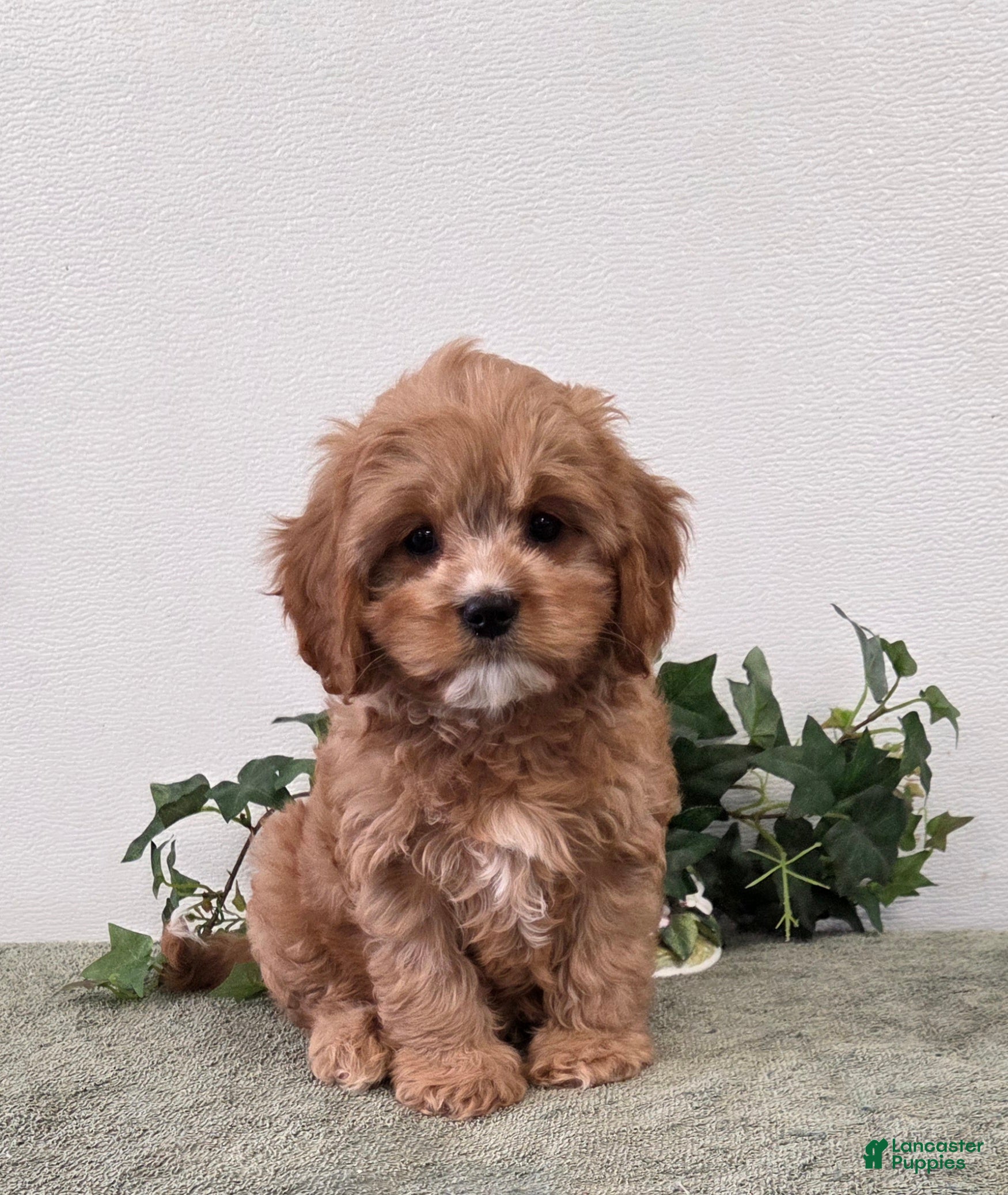 Cavapoo dogs Rocky  - Ad 1