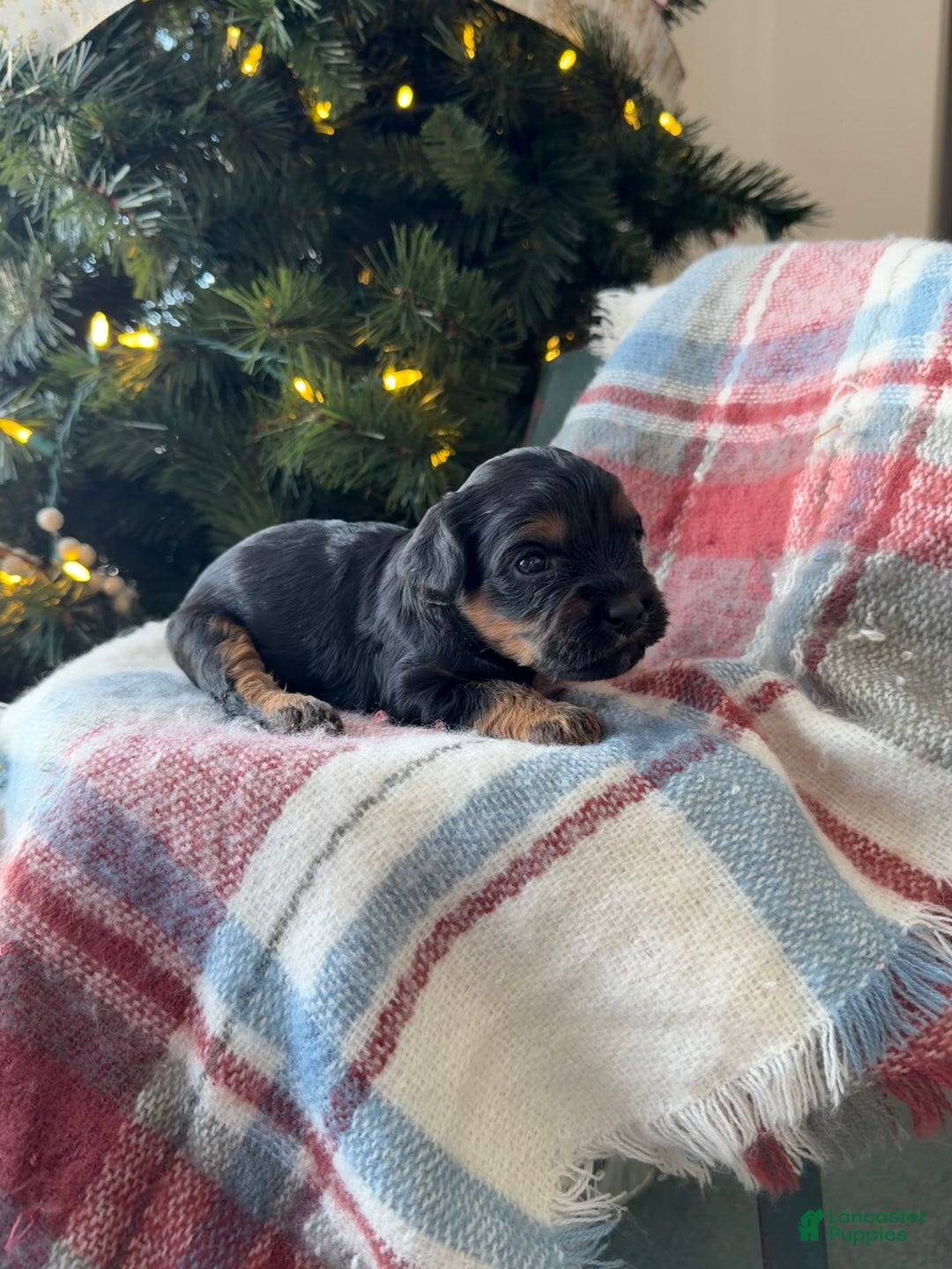 Cavapoo dogs for sale: Crimson - Ad 2