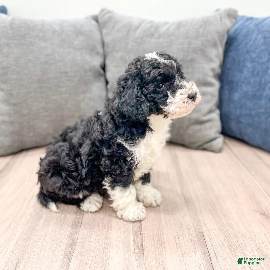 Aussiedoodle dogs for sale: Buddy - Ad 5