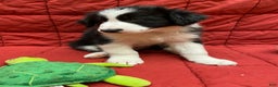 Border Collie dogs for sale: Orka - Ad 2