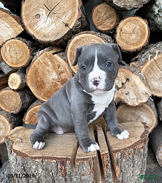 Mixed Breed dogs Sophie - Ad 2