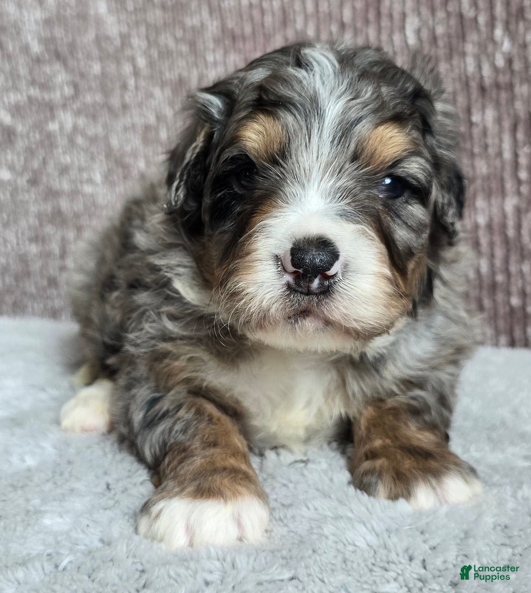 Mini Bernedoodle dogs for sale: Mini Louie - Ad 3