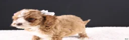 Mini Goldendoodle dogs for sale: Paislee - Ad 8
