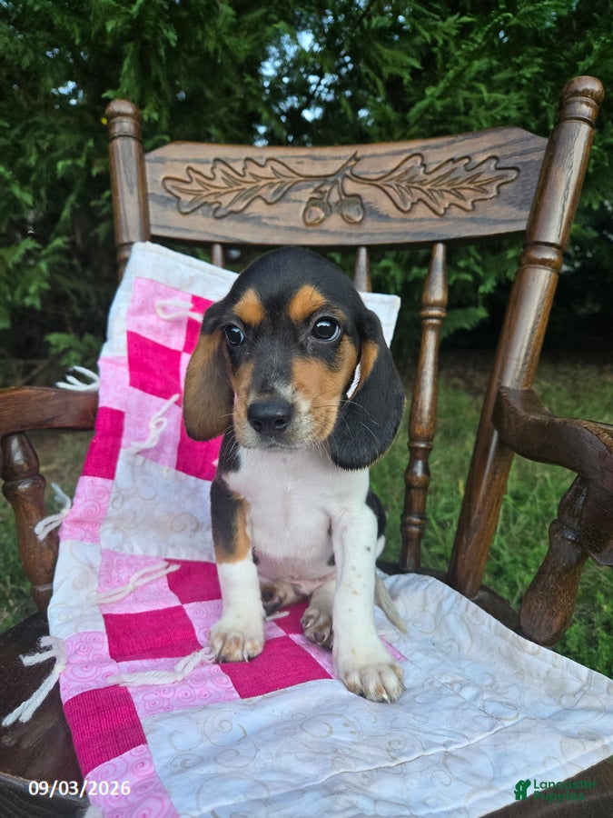 Beagle dogs Buddy - Ad 1