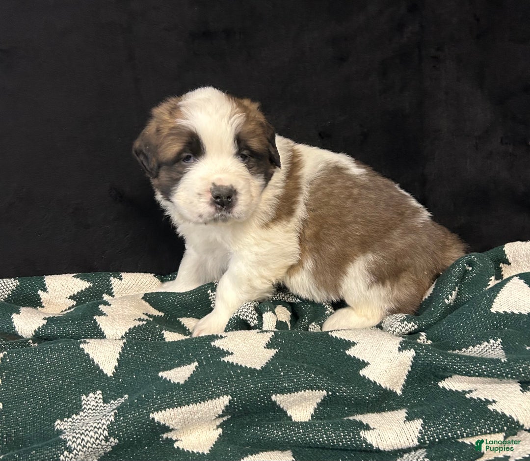 Saint Bernard dogs for sale: Chase - Ad 2