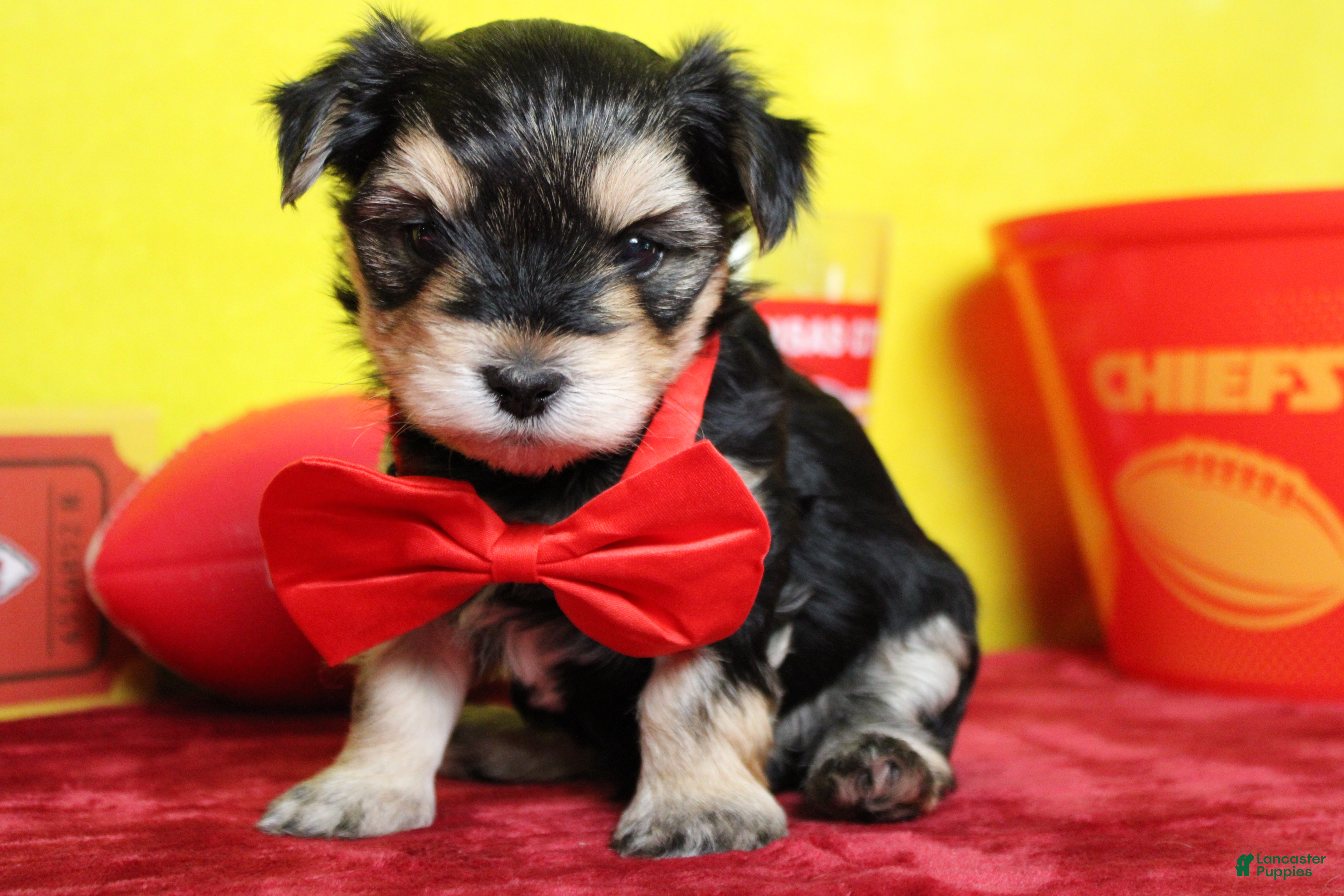 Morkie dogs for sale: Hansel  - Ad 38