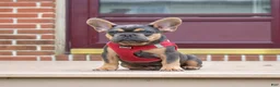 French Bulldog dogs for sale: Peter - Ad 7