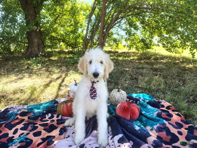Mini Goldendoodle dogs Male 1 - Ad 1