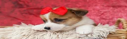 Welsh Corgi Pembroke dogs for sale:   Arlo💙 - Ad 16