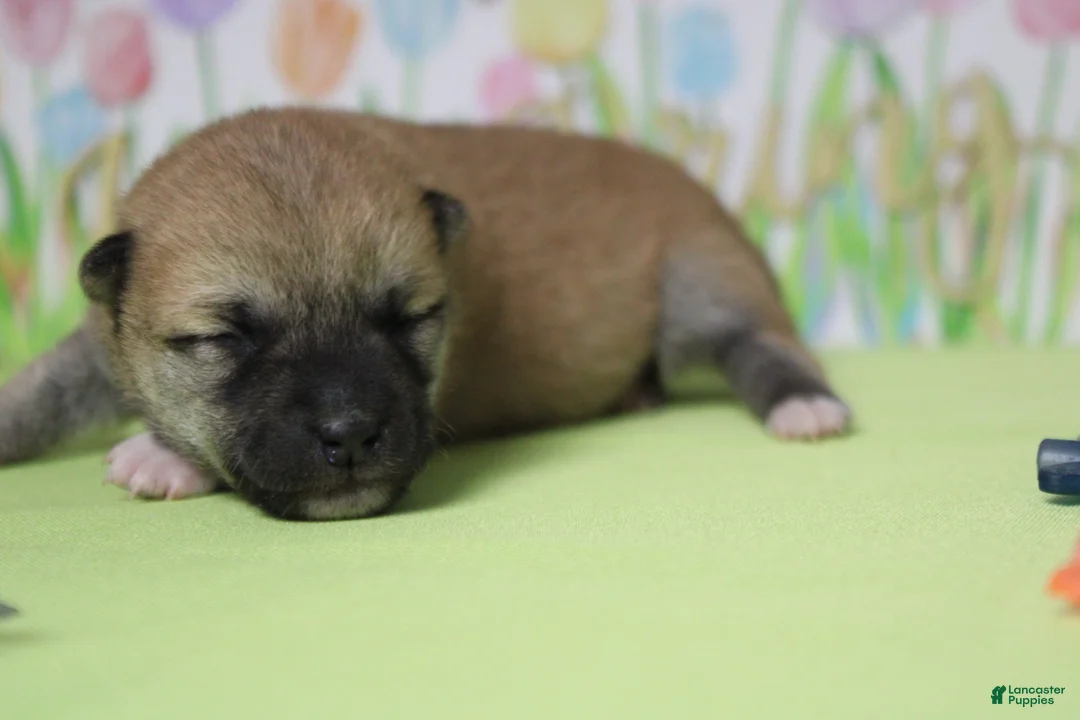 Shiba Inu dogs for sale: Ringo  - Ad 2