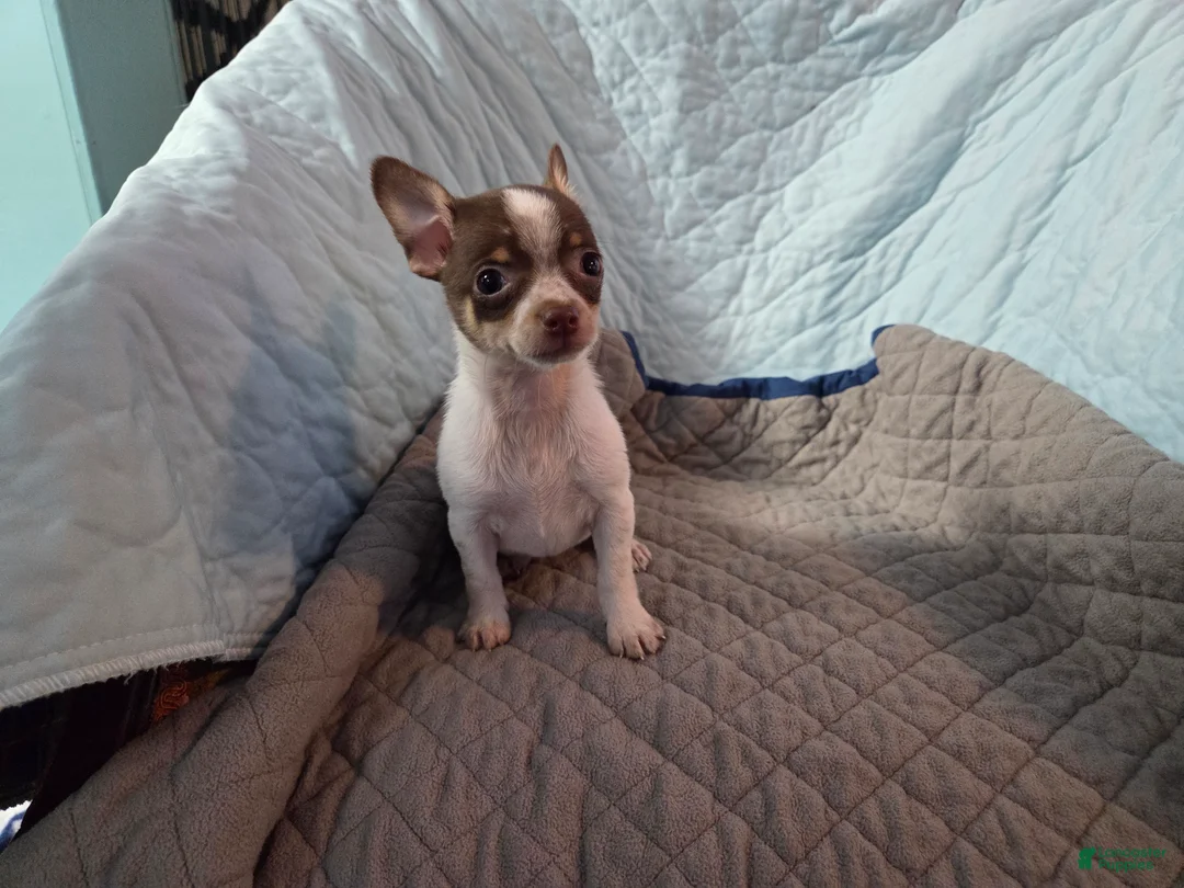 Chihuahua dogs for sale: Chihuahua 5 - Ad 1