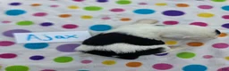 Sheepadoodle dogs for sale: Sheepadoodle 6 - Ad 6