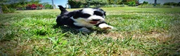 Havapoo dogs for sale: Inky - Ad 10