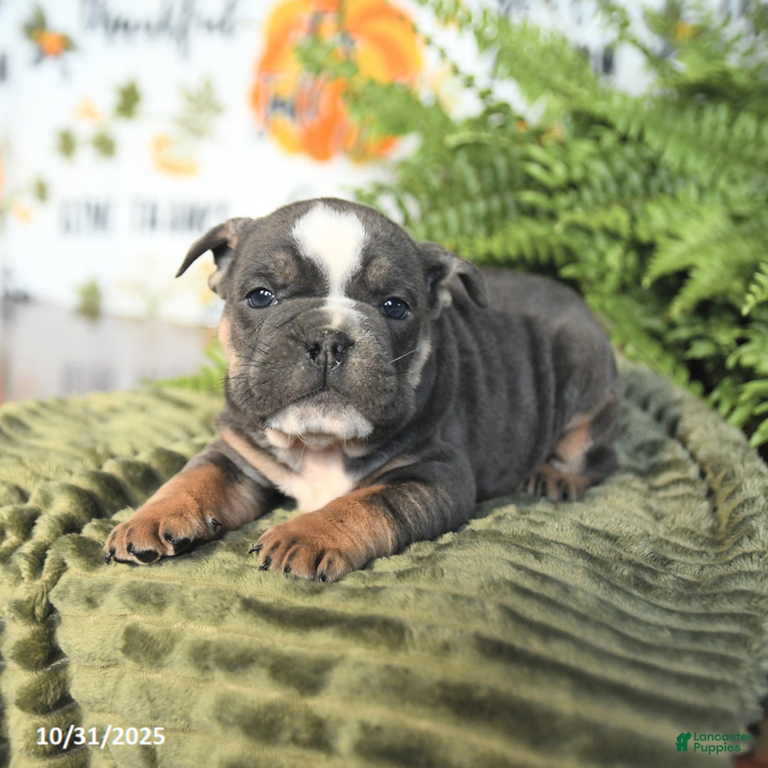 Mixed Breed dogs for sale: Mike - Ad 1