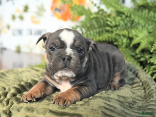 Mixed Breed dogs Mike - Ad 23