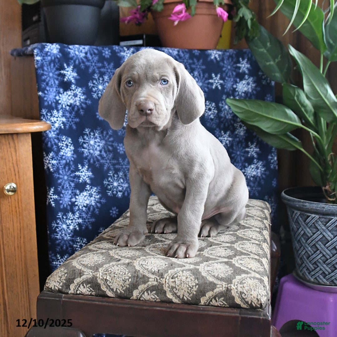 Weimaraner dogs for sale: Daxter - Ad 1