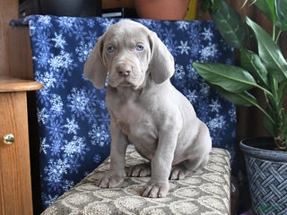 Weimaraner dogs Daxter - Ad 6