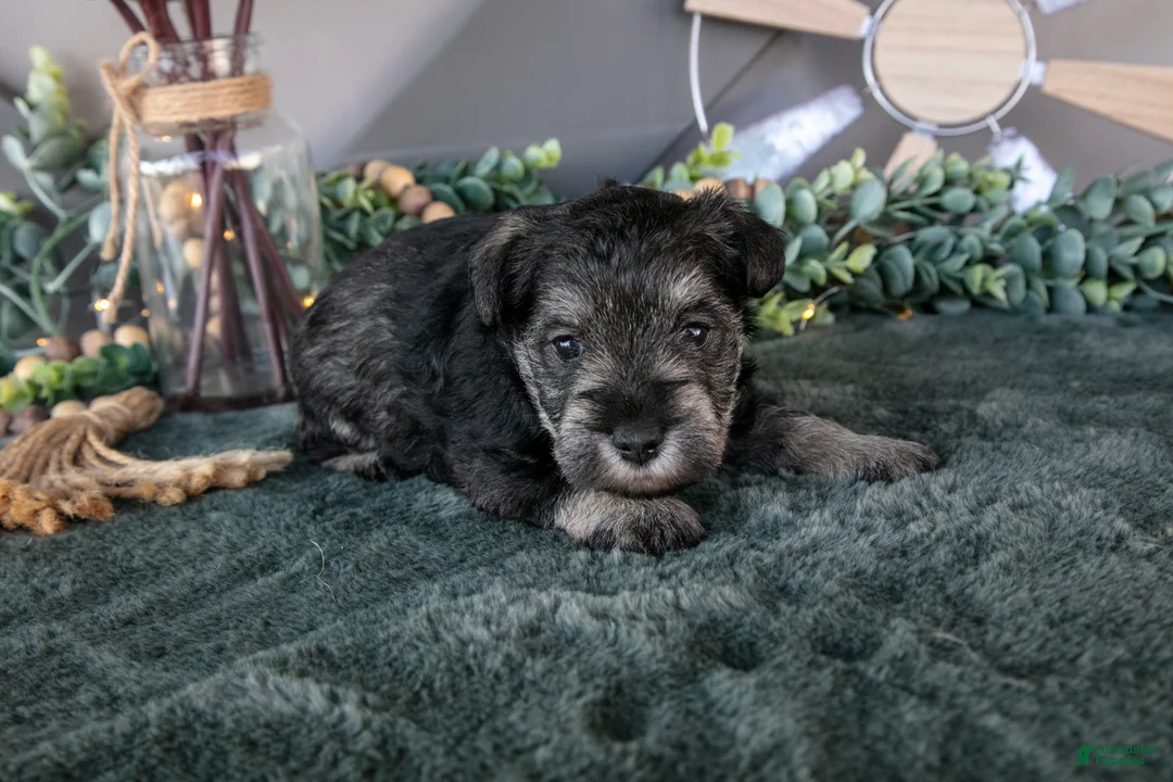 Miniature Schnauzer dogs for sale: Ronda - Ad 2