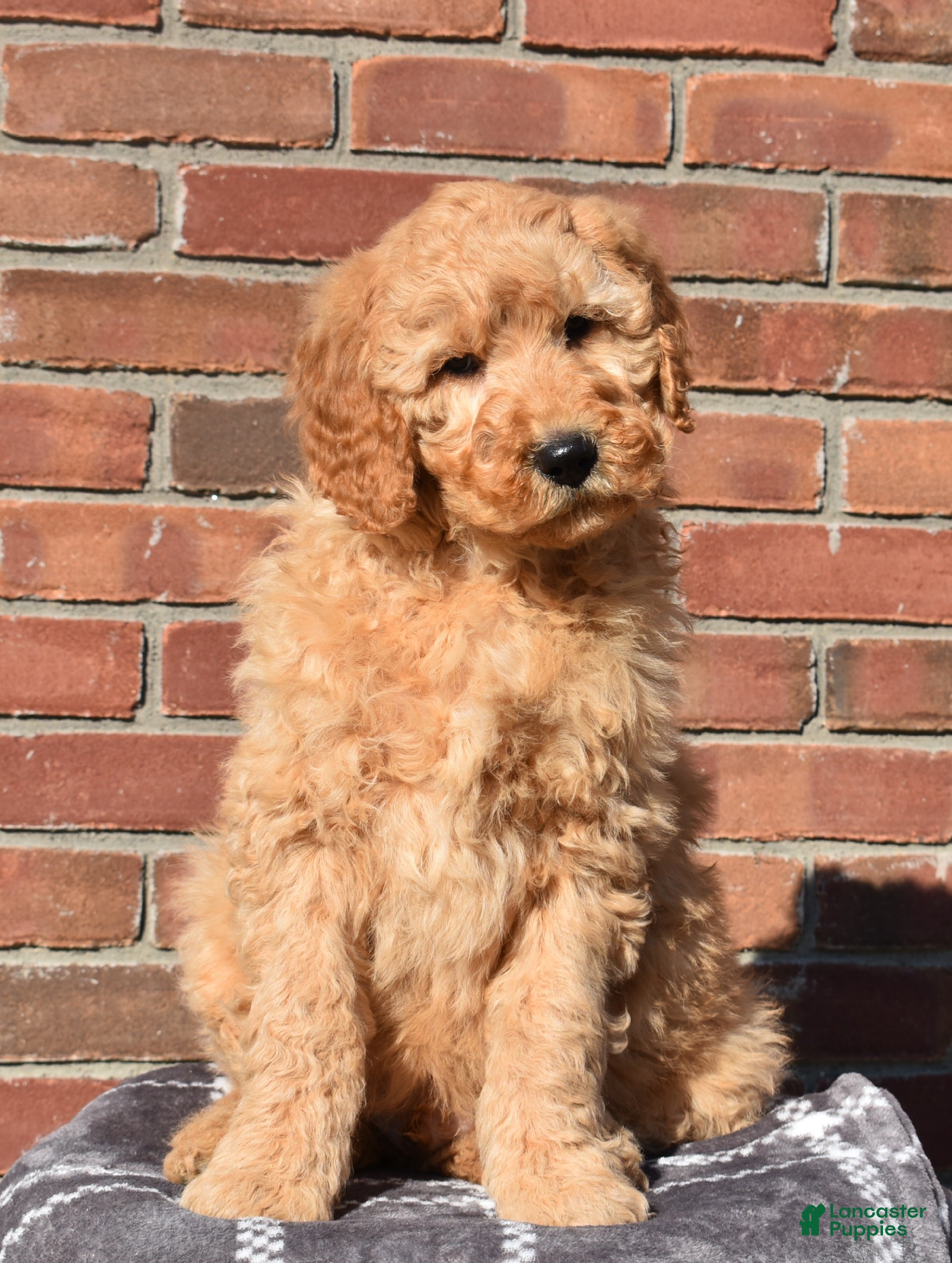 Goldendoodle dogs Jaxson - Ad 2