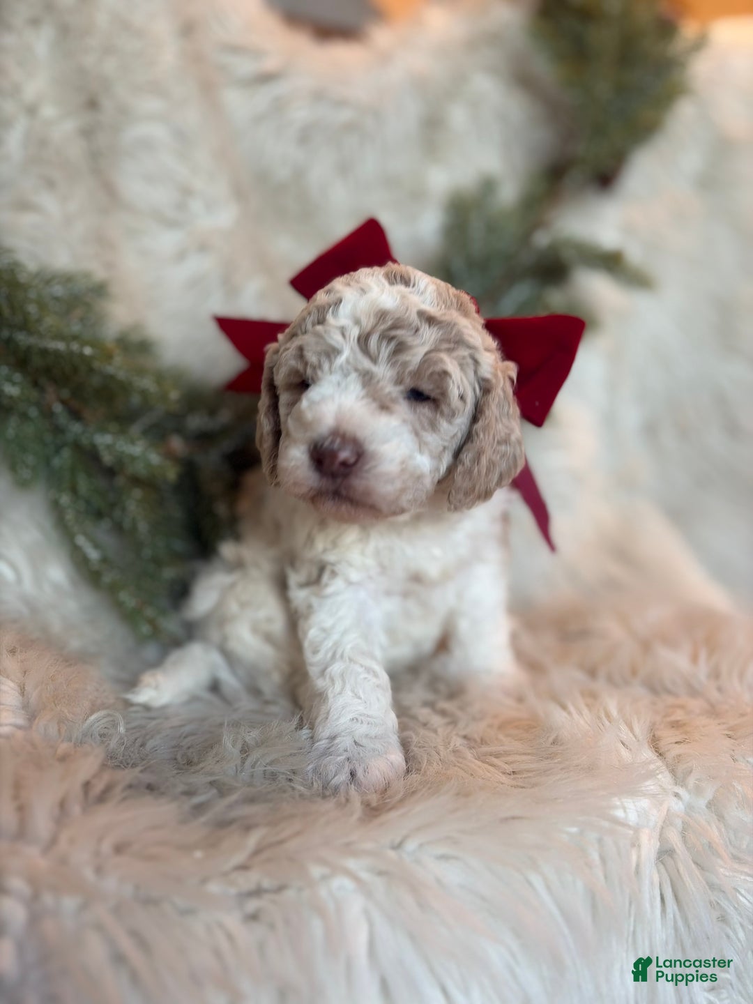 Goldendoodle dogs for sale: Hazel  - Ad 1