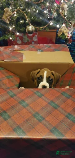 Gallery Image {{count}}