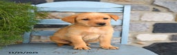 Labrador Retriever dogs for sale: ChexMix - Ad 2
