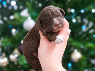 Lagotto Romagnolo dogs male 2 - Ad 7