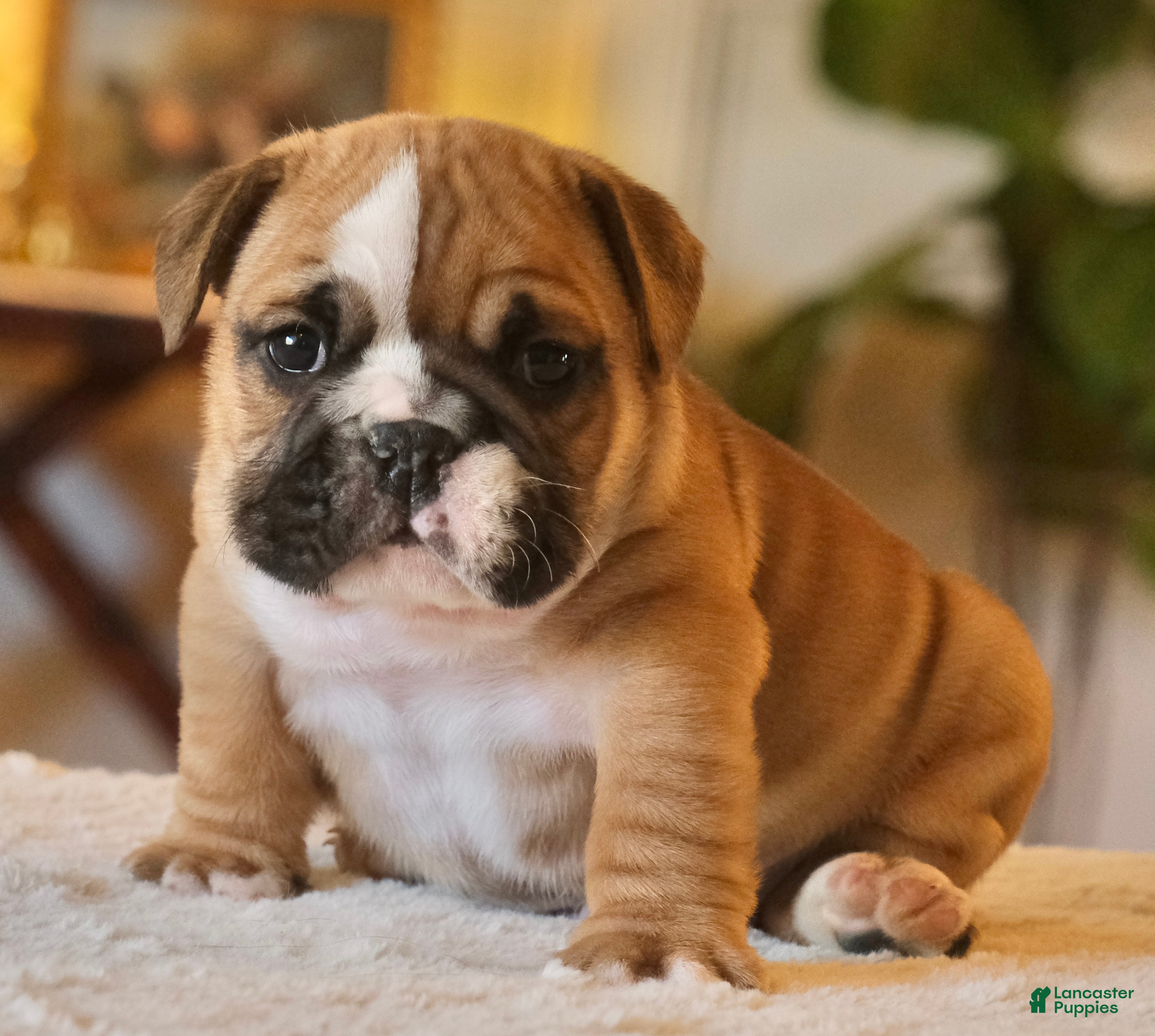 English Bulldog dogs Gucci - Ad 1