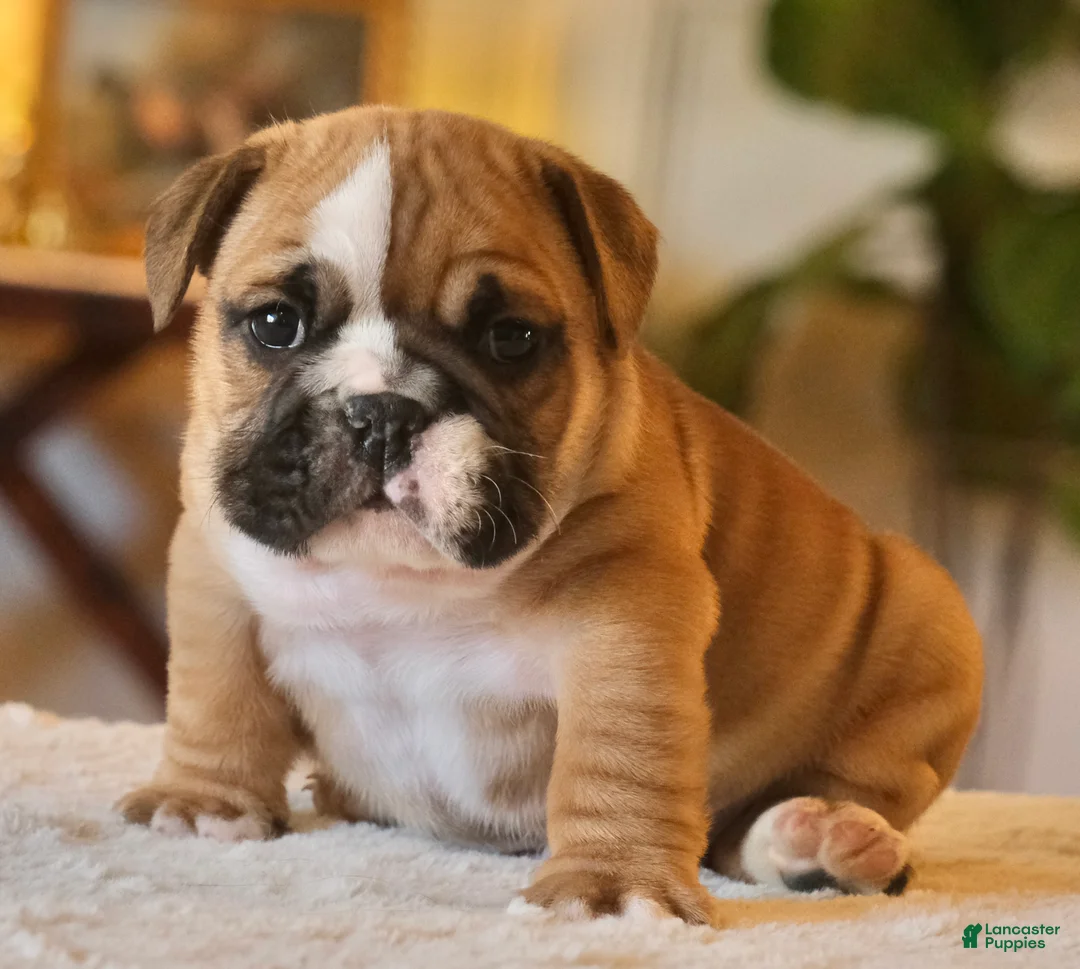 English Bulldog dogs for sale: Gucci - Ad 1