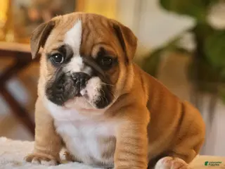 English Bulldog dogs for sale: Gucci - Ad 2