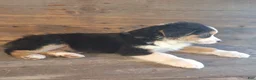 Australian Shepherd dogs for sale: Adam - Ad 6