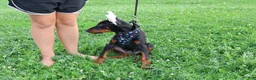Doberman Pinscher dogs for sale: Doberman Pinscher 4 - Ad 11