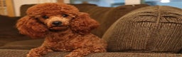 Miniature Poodle dogs for sale: Marshall - Ad 1